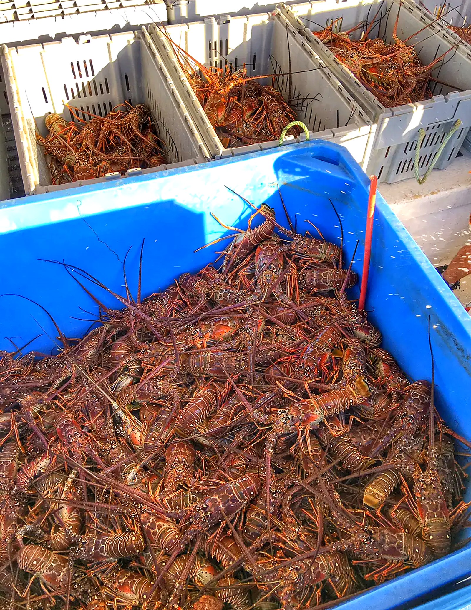 Live Florida spiny lobster graded into holding crates at the dock