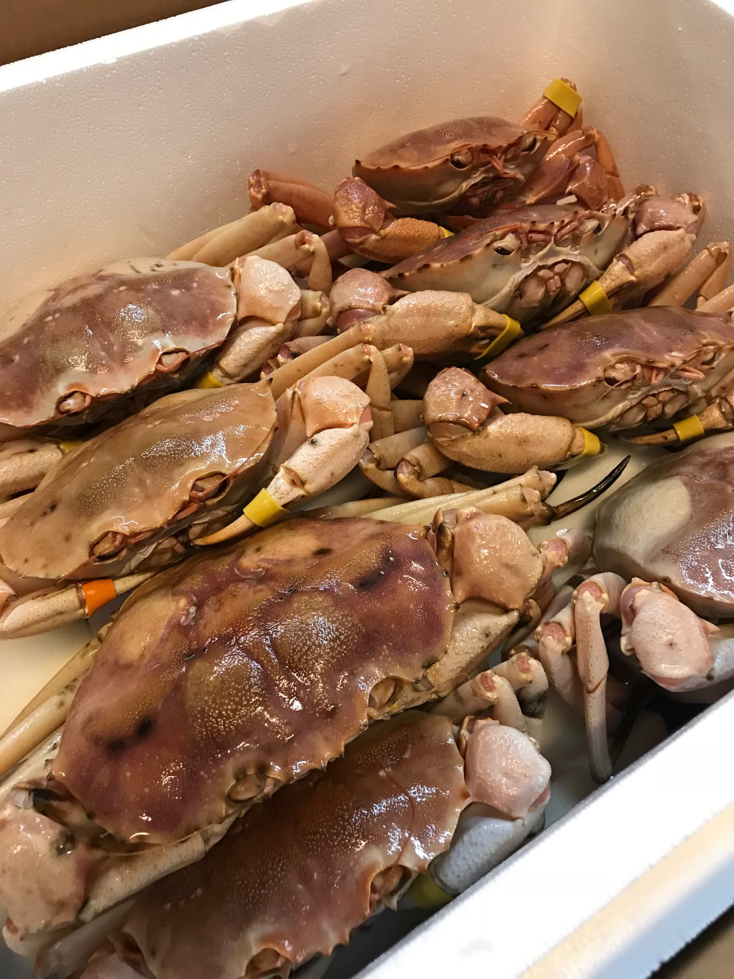 Live golden crab