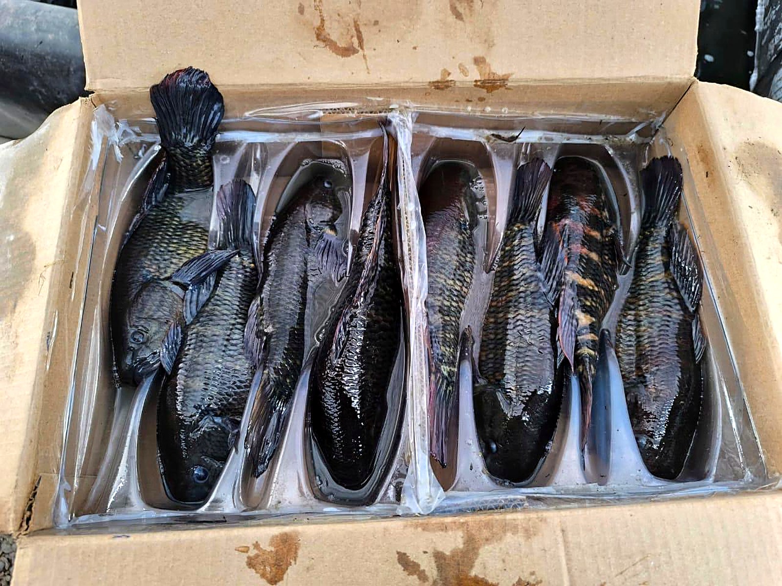 Chame fish