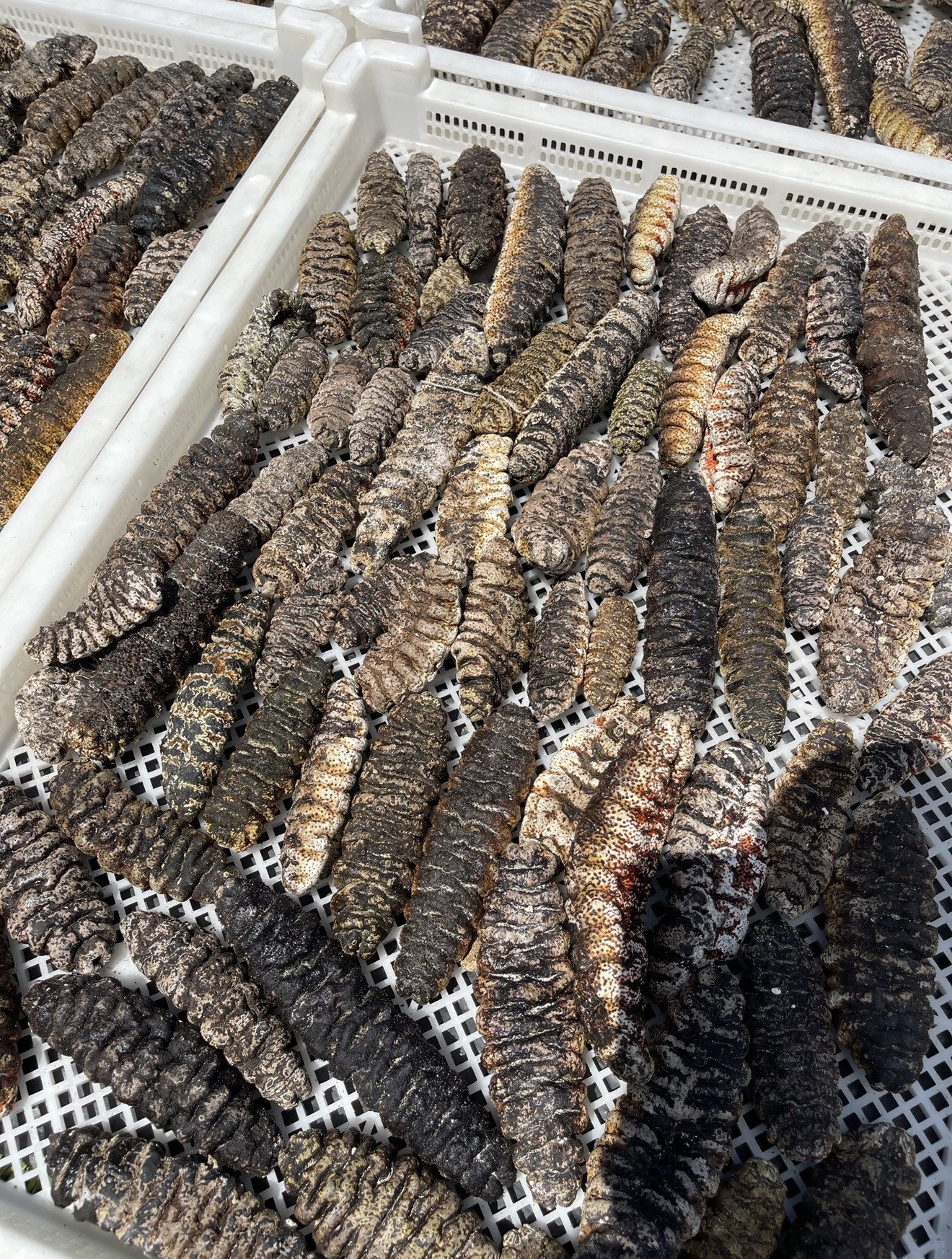 Dried sea cucumber