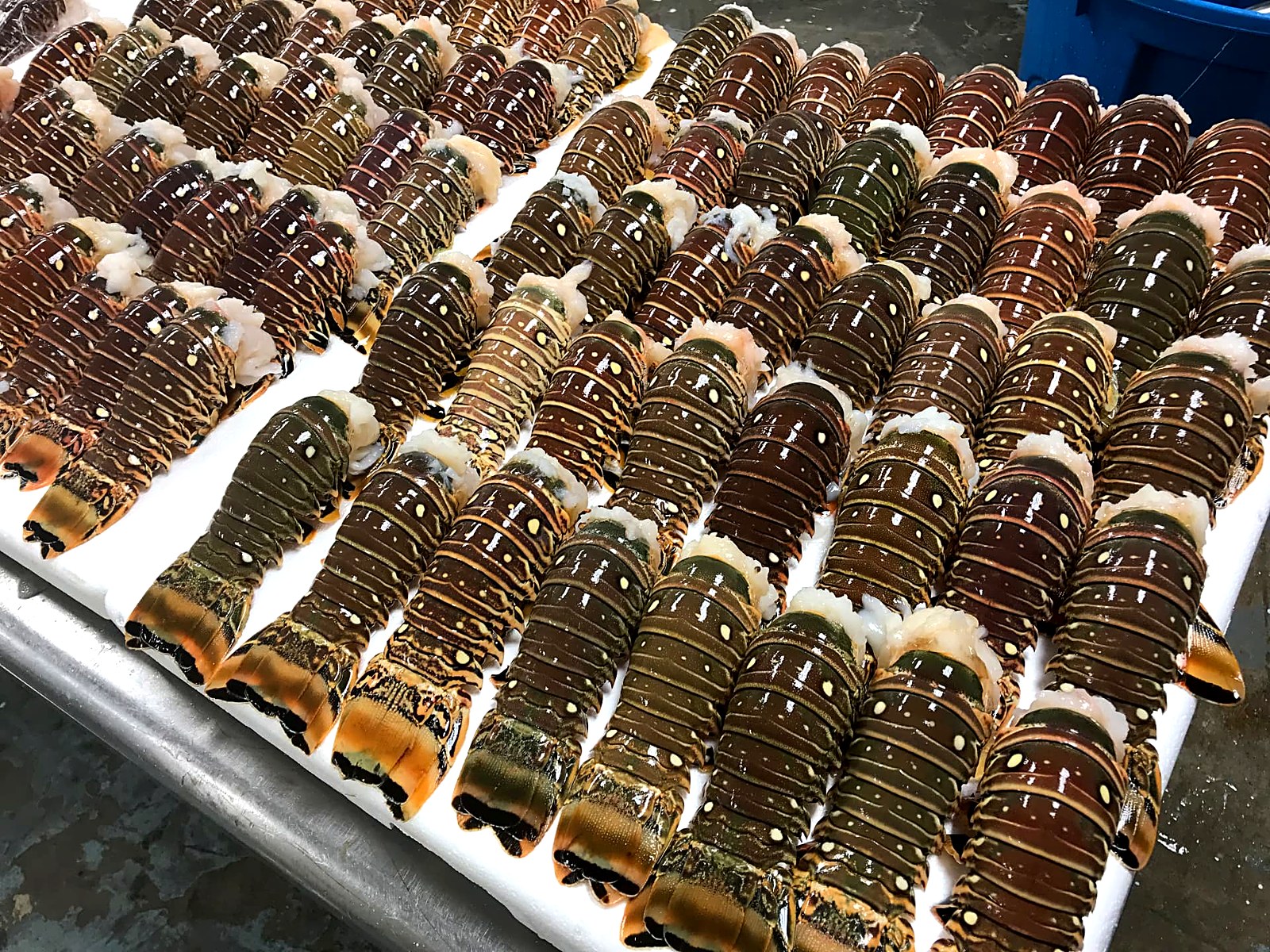 Graded Florida spiny lobster tails packed on ice for export