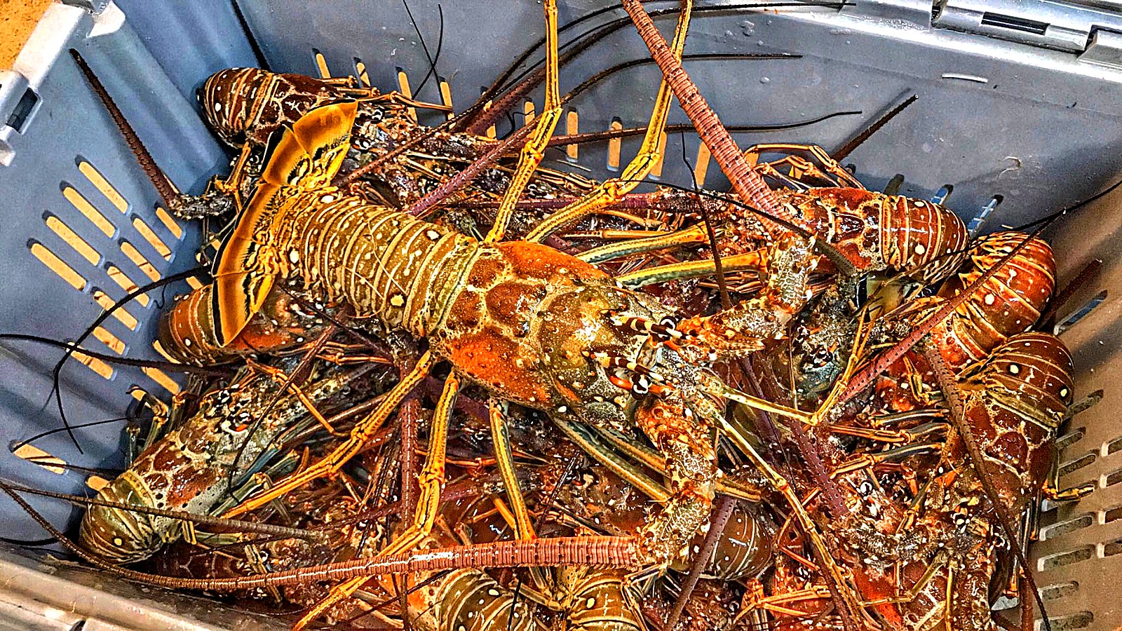 Florida spiny lobster