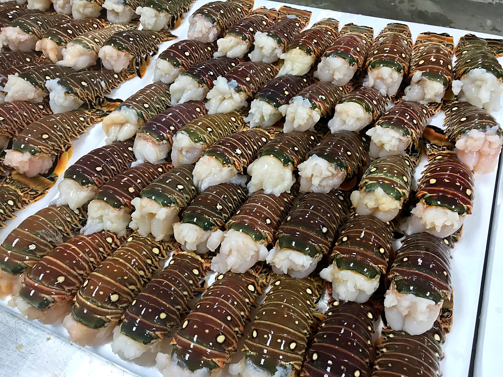 Florida spiny lobster tails graded and laid out for packing