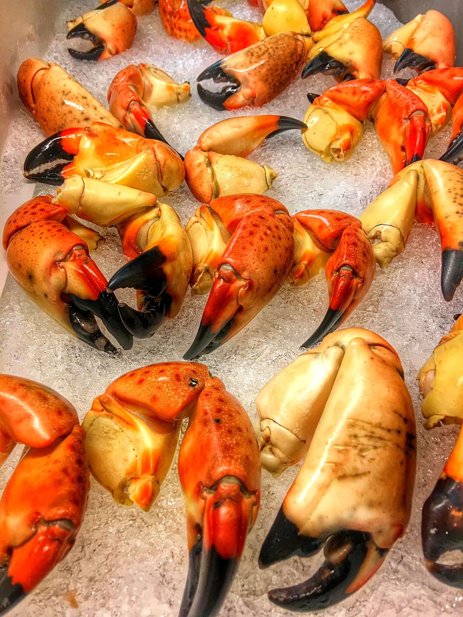 Florida stone crab claws